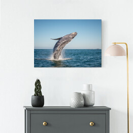 Obraz na płótnie Wieloryb wyskakujący z oceanu