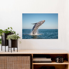 Plakat Wieloryb wyskakujący z oceanu
