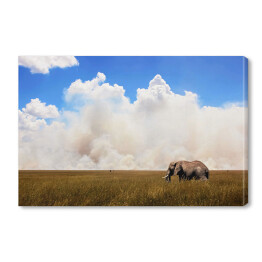 Obraz na płótnie Afrykański słoń na tle nieba