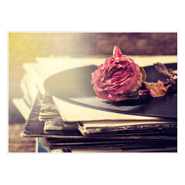 Plakat samoprzylepny Sucha róża na starych płytach