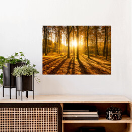 Plakat samoprzylepny Las jesienią w słońcu