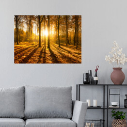 Plakat Las jesienią w słońcu