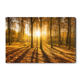 Obraz na płótnie Las jesienią w słońcu