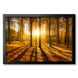 Obraz w ramie Las jesienią w słońcu