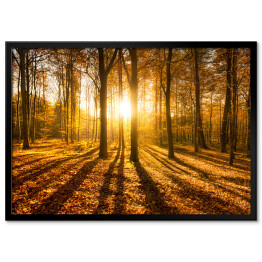Plakat w ramie Las jesienią w słońcu