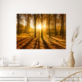Plakat samoprzylepny Las jesienią w słońcu