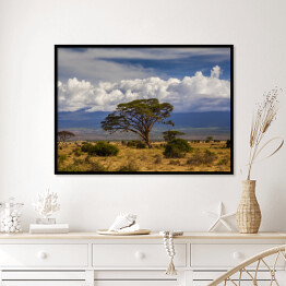 Plakat w ramie Piękny krajobraz Afryki na tle Kilimandżaro