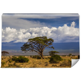 Fototapeta samoprzylepna Piękny krajobraz Afryki na tle Kilimandżaro