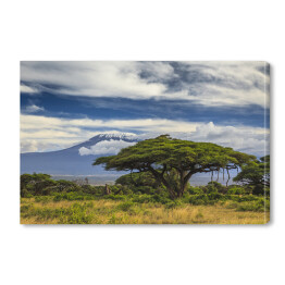 Obraz na płótnie Piękny krajobraz Afryki na tle Kilimandżaro