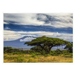 Plakat samoprzylepny Piękny krajobraz Afryki na tle Kilimandżaro