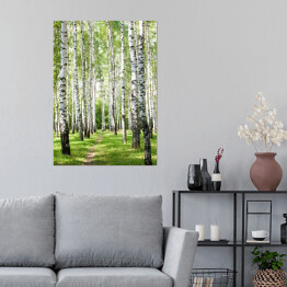 Plakat samoprzylepny Droga w pogodnym brzozowym lesie