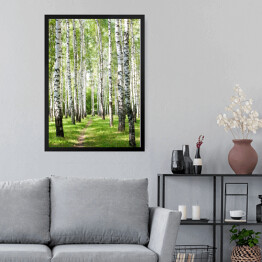 Obraz w ramie Droga w pogodnym brzozowym lesie