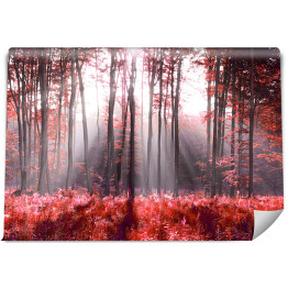 Fototapeta winylowa zmywalna Jesienne, czerwone liście w lesie