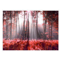 Plakat samoprzylepny Jesienne, czerwone liście w lesie
