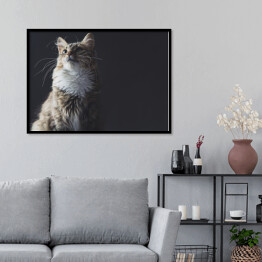 Plakat w ramie Portret pięknego kota na ciemnym tle