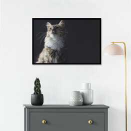 Plakat w ramie Portret pięknego kota na ciemnym tle