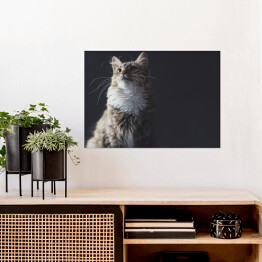 Plakat samoprzylepny Portret pięknego kota na ciemnym tle