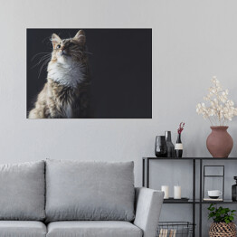 Plakat samoprzylepny Portret pięknego kota na ciemnym tle