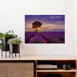 Plakat samoprzylepny Drzewo w polu lawendy przy wschodzie słońca we Francji