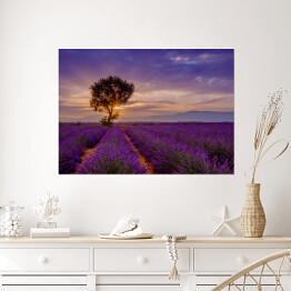 Plakat Drzewo w polu lawendy przy wschodzie słońca we Francji