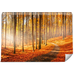 Fototapeta Czerwona i żółta jesień w bukowym lesie