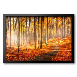 Obraz w ramie Czerwona i żółta jesień w bukowym lesie