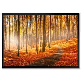 Plakat w ramie Czerwona i żółta jesień w bukowym lesie