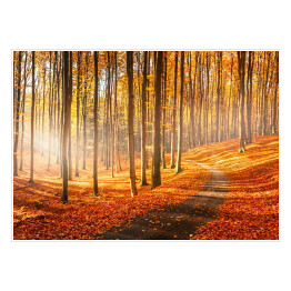 Plakat samoprzylepny Czerwona i żółta jesień w bukowym lesie