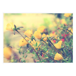 Plakat Łąka pełna żółtych kwiatów