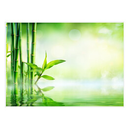 Plakat samoprzylepny Pędy bambusa wystające z wody
