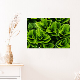 Plakat samoprzylepny Wiosenne rośliny zielone w Hokkaido
