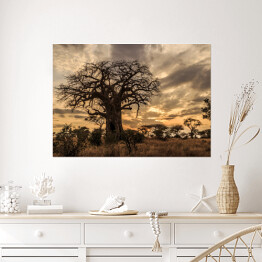 Plakat samoprzylepny Stary baobab o zmierzchu, Tanzania