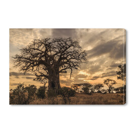 Obraz na płótnie Stary baobab o zmierzchu, Tanzania