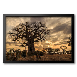 Obraz w ramie Stary baobab o zmierzchu, Tanzania