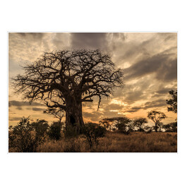Plakat Stary baobab o zmierzchu, Tanzania