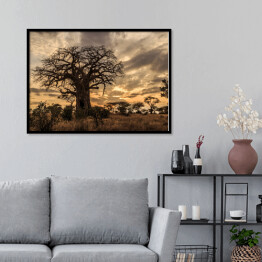 Plakat w ramie Stary baobab o zmierzchu, Tanzania