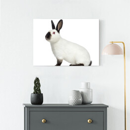 Obraz na płótnie Boczny widok - królik z czarnymi uszami