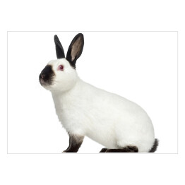Plakat Boczny widok - królik z czarnymi uszami