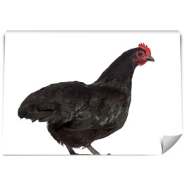 Czarna kura na białym tle