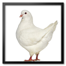 Boczny widok - biała niewielka kura