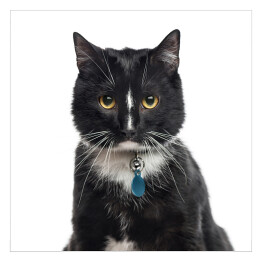 Plakat samoprzylepny Głowa kota europejskiego krótkowłosego