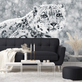 Fototapeta Śnieżny leopard w swoim środowisku naturalnym