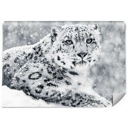 Śnieżny leopard w swoim środowisku naturalnym