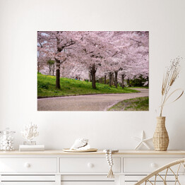 Plakat samoprzylepny Kwitnące wiśnie, Japonia