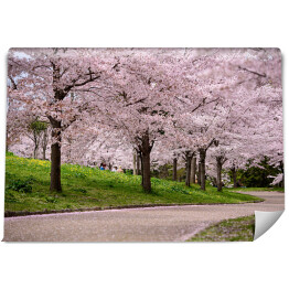 Fototapeta samoprzylepna Kwitnące wiśnie, Japonia