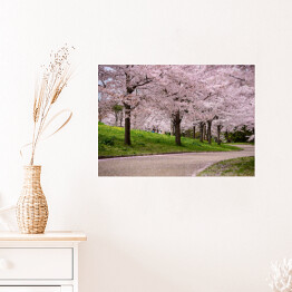 Plakat Kwitnące wiśnie, Japonia