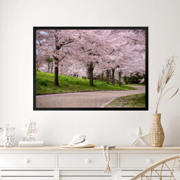 Obraz w ramie Kwitnące wiśnie, Japonia