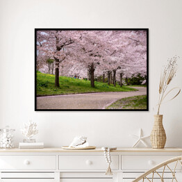 Plakat w ramie Kwitnące wiśnie, Japonia
