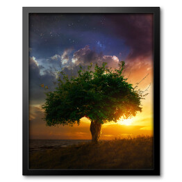 Obraz w ramie Samotne drzewo na tle zachodu słońca