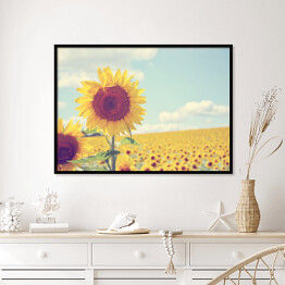 Plakat w ramie Piękne Słoneczniki w słoneczny dzień